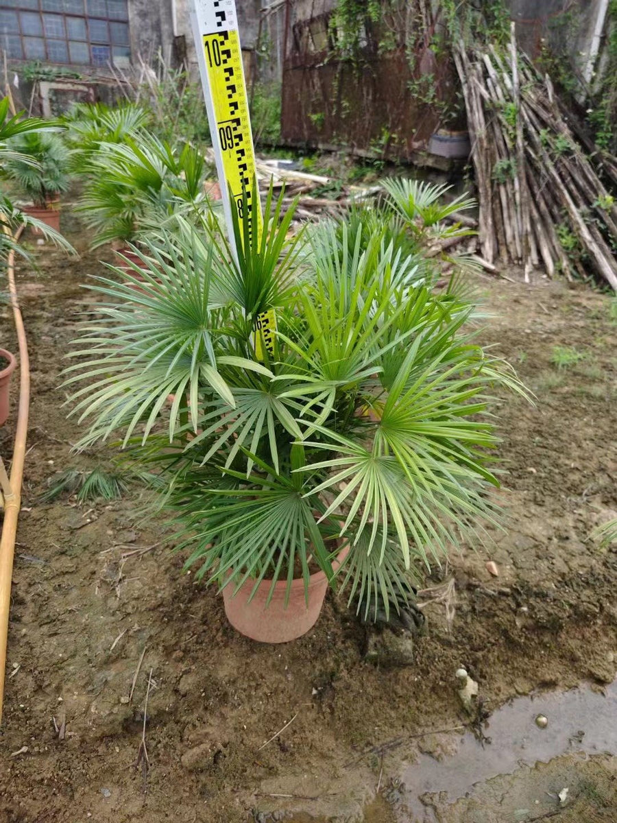 Rhapis humilis