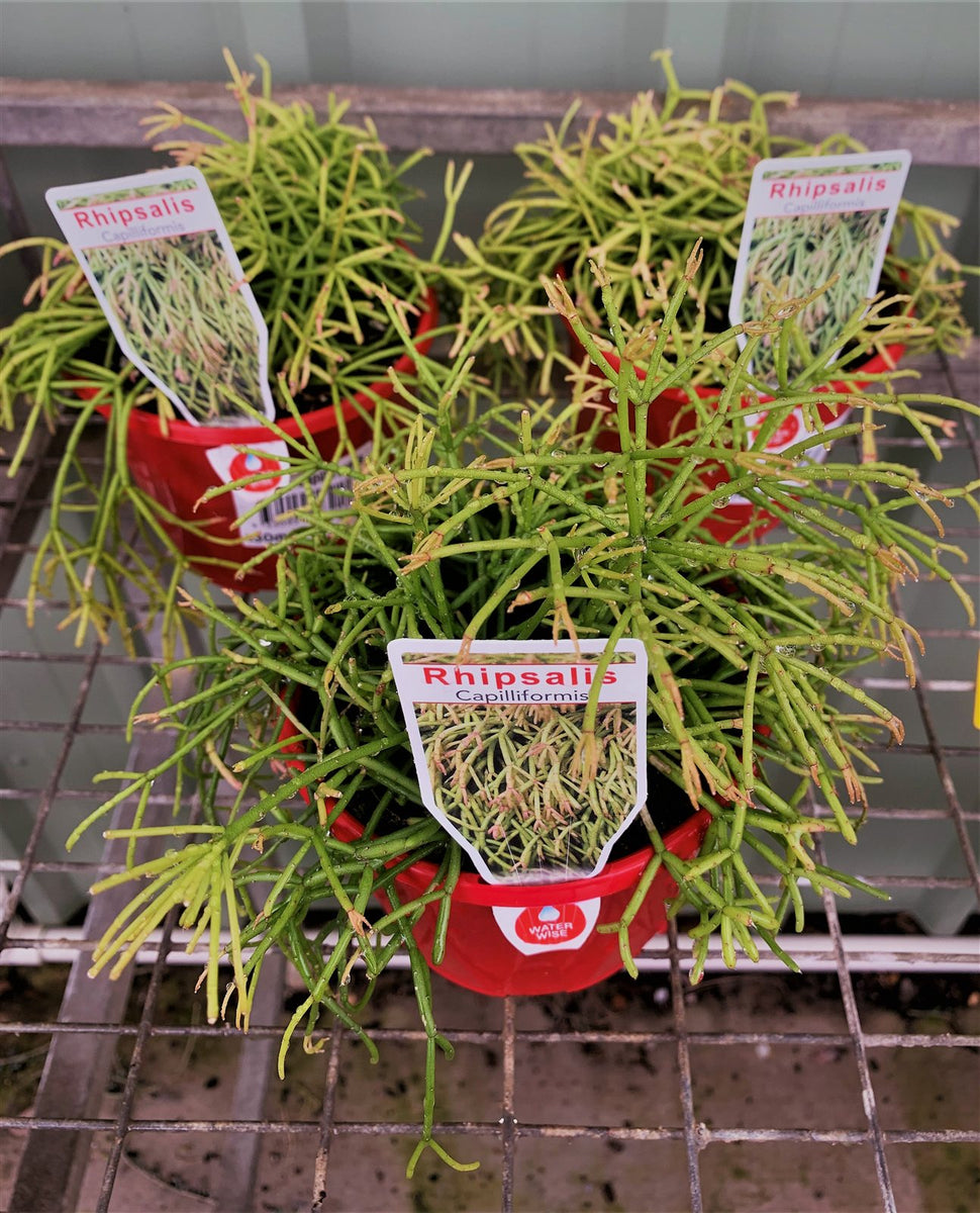 Rhipsalis capilliformis