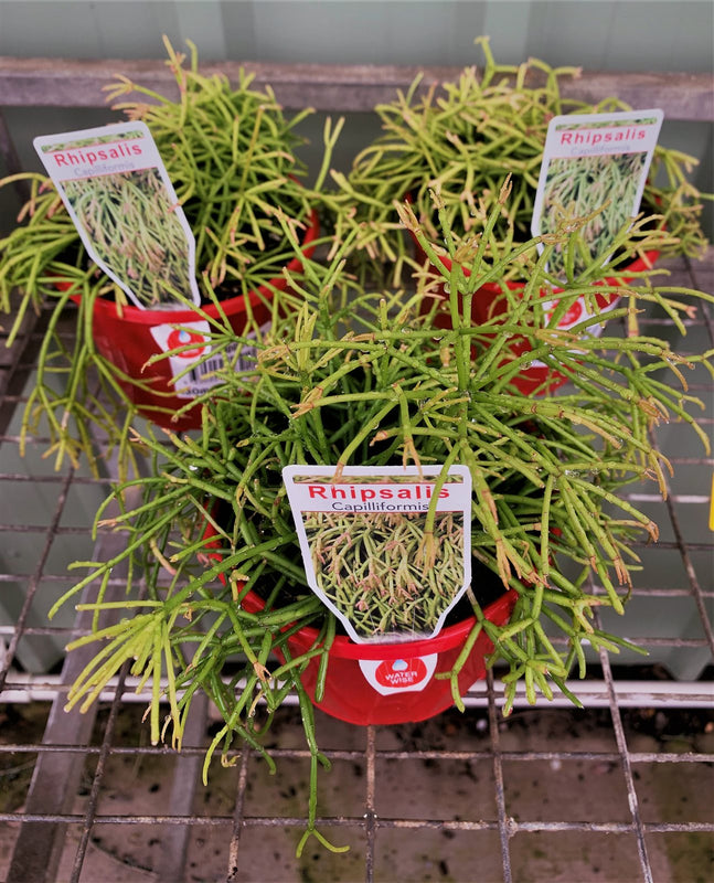 Rhipsalis capilliformis