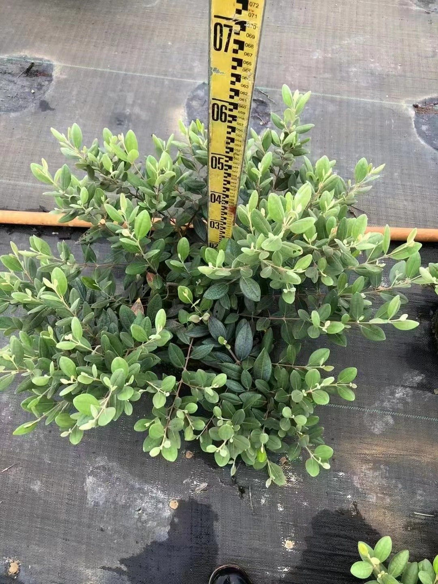 Rhodomyrtus tomentosa