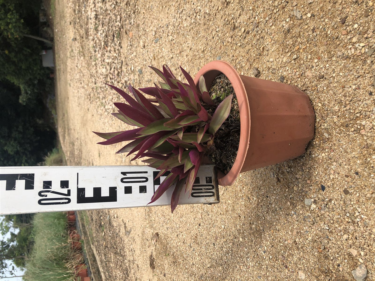 Rhoeo discolor