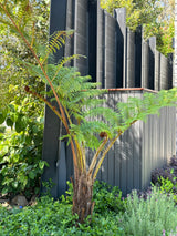 Cyathea cooperi - Fern Tree