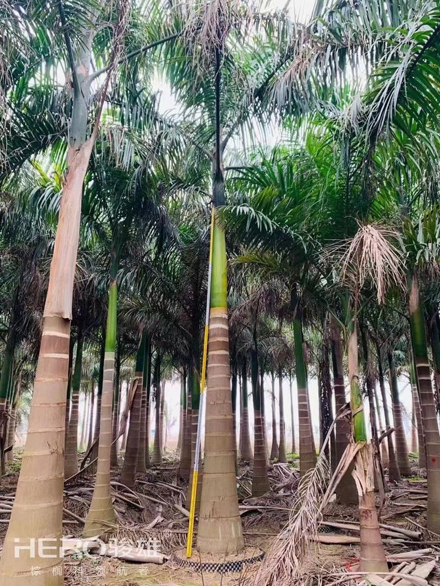 Roystonea regia