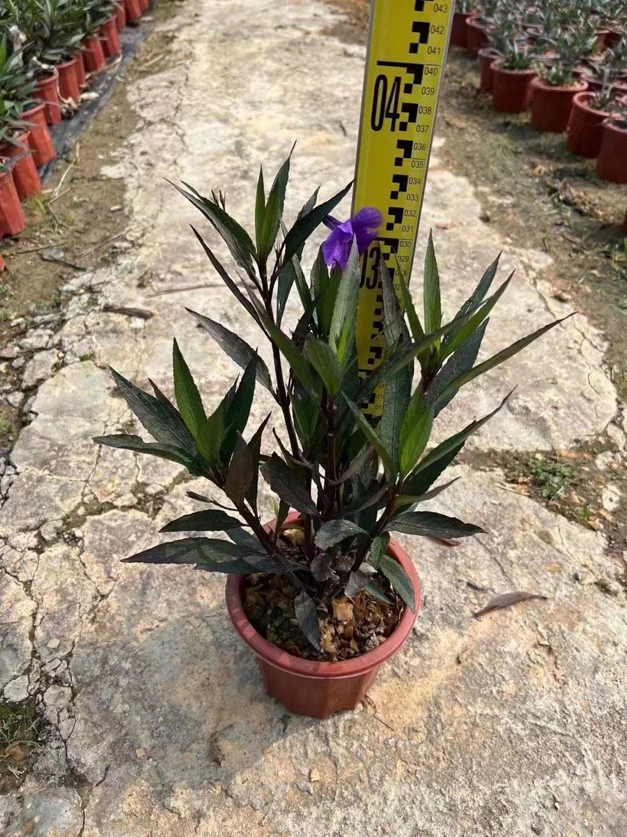 Russelia equisetifolia