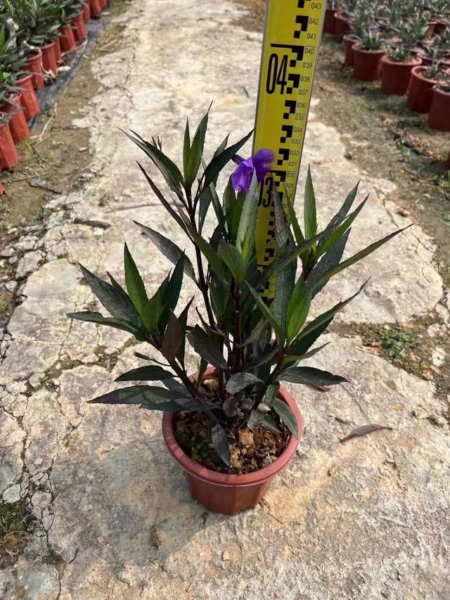 Russelia equisetifolia