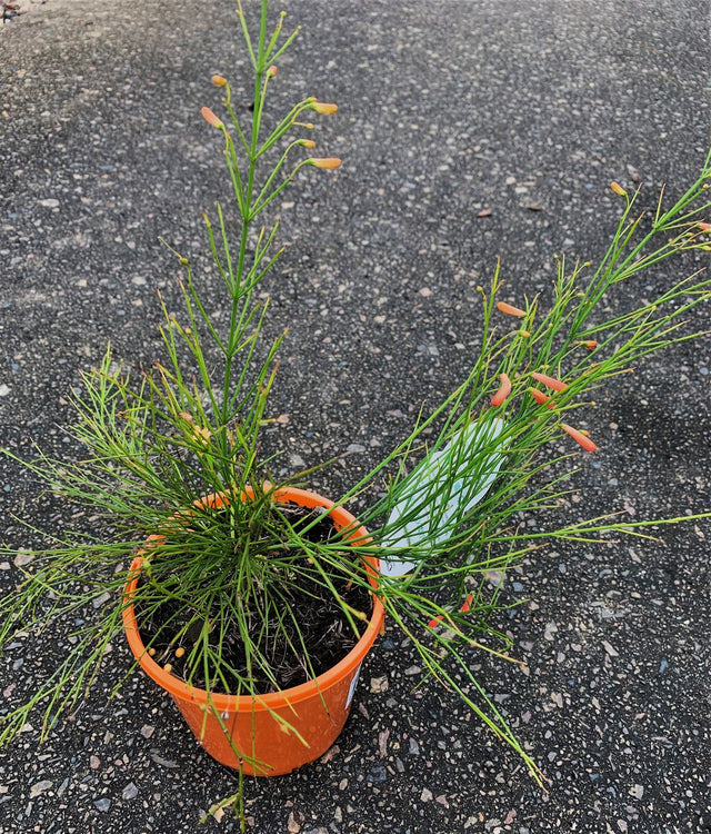 Russelia equisetiformis, firecracker plant, a potted plant with fine rush like stems and orange flowers