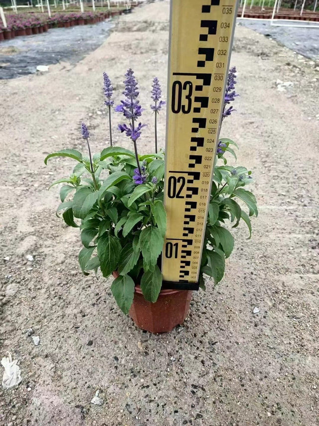 Salvia farinacea