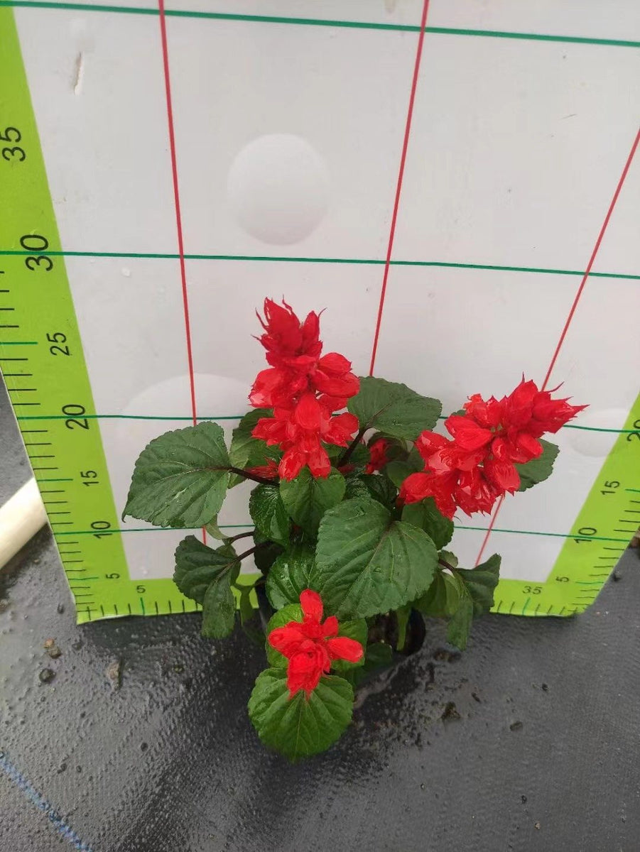 Salvia splendens