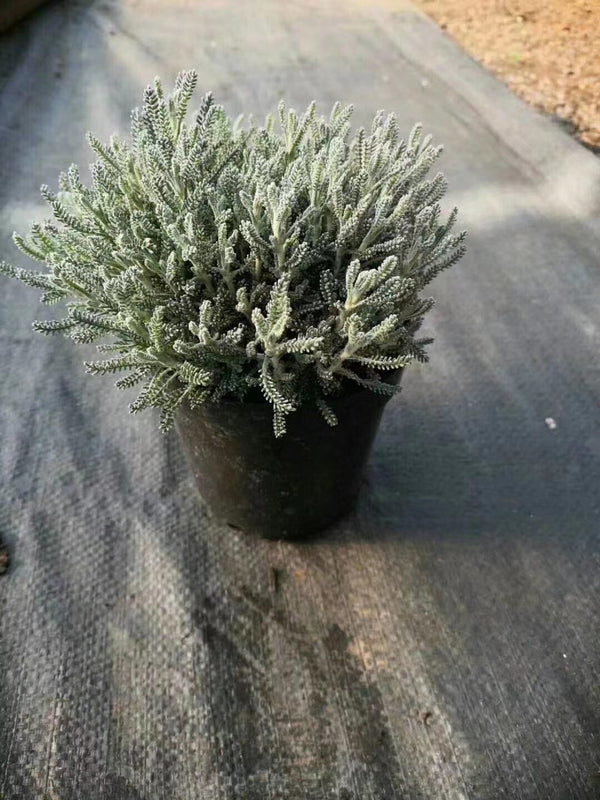 Santolina chamaecypeparissus