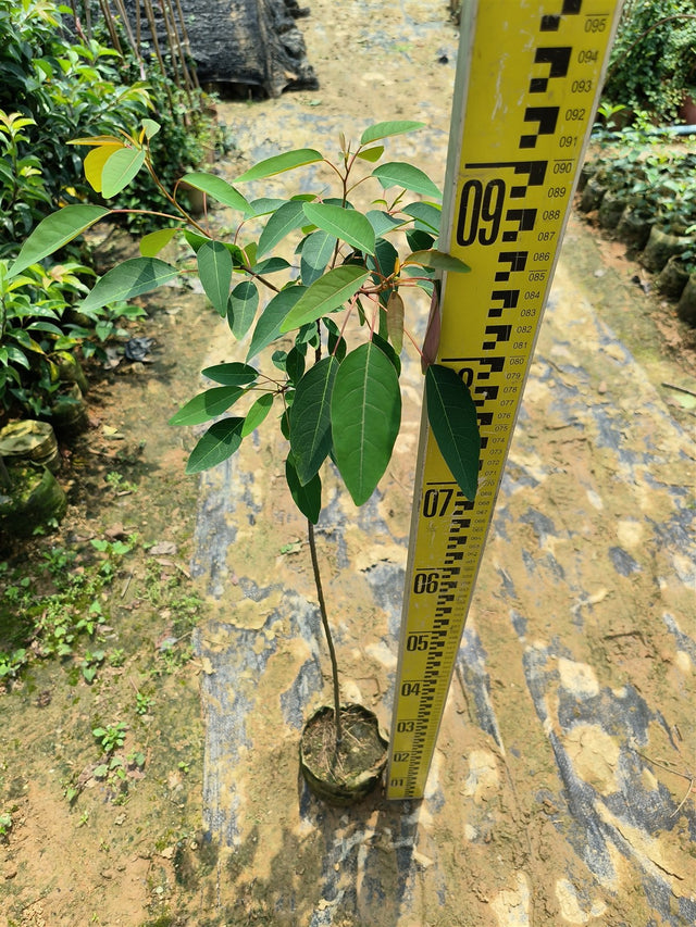 Sapium discolor