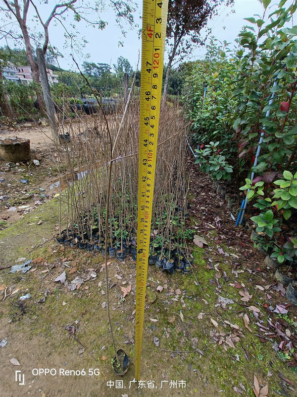 Sapium sebiferum