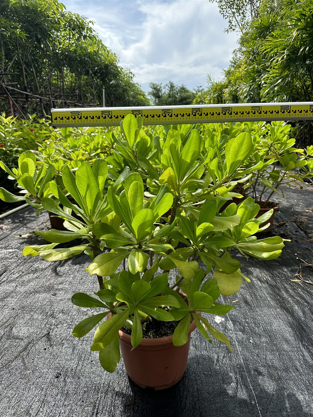 Scaevola taccada