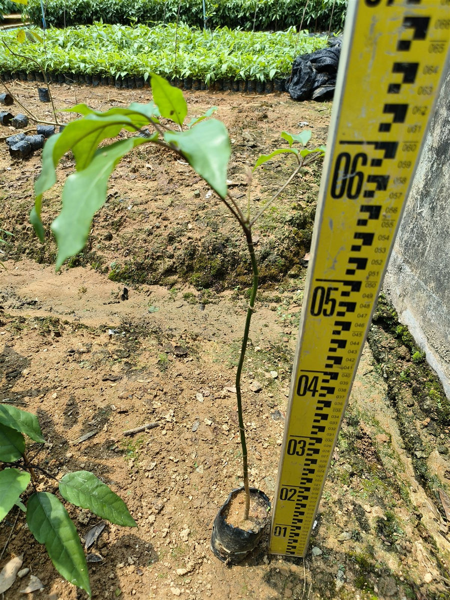 Schefflera heptaphylla