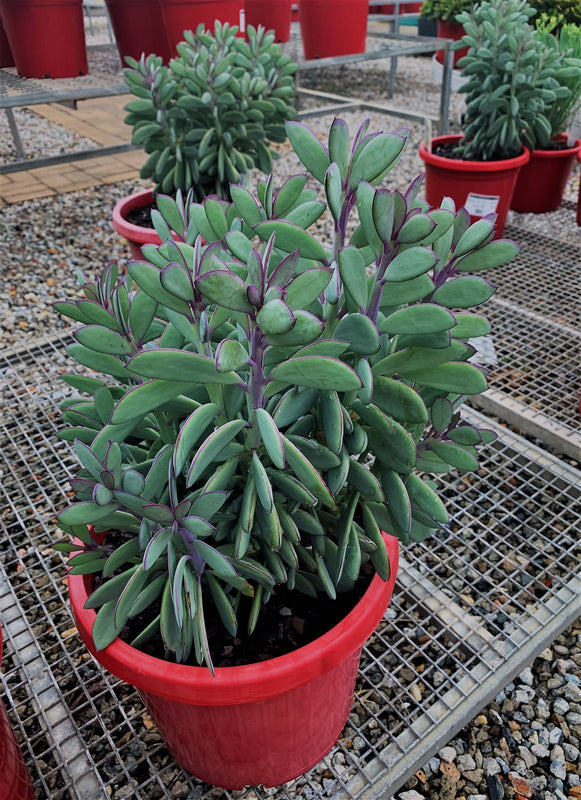 Senecio crassissimus
