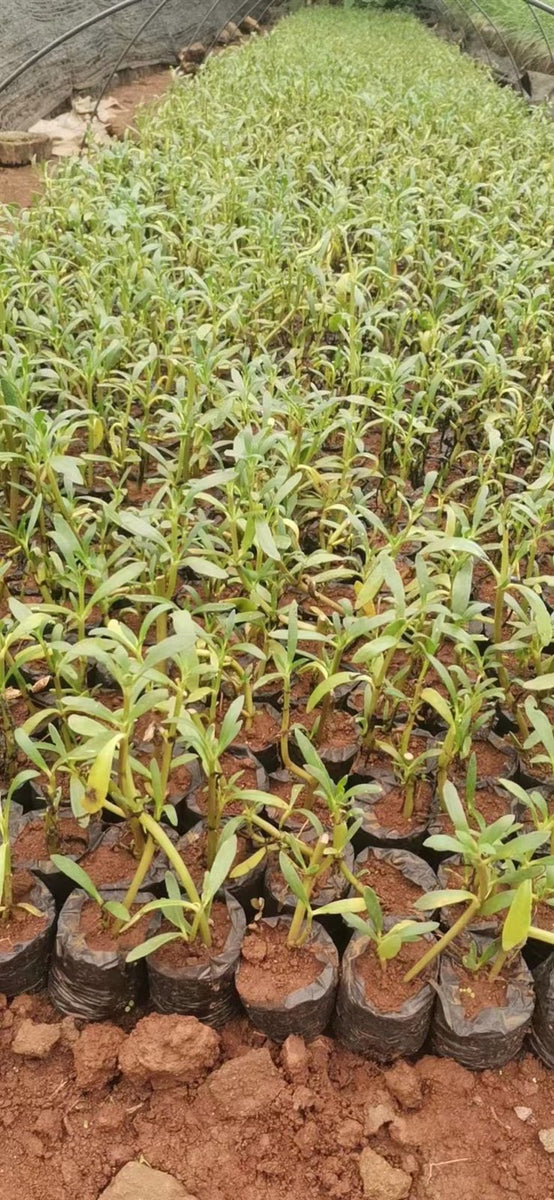 Sesuvium portulacastrum