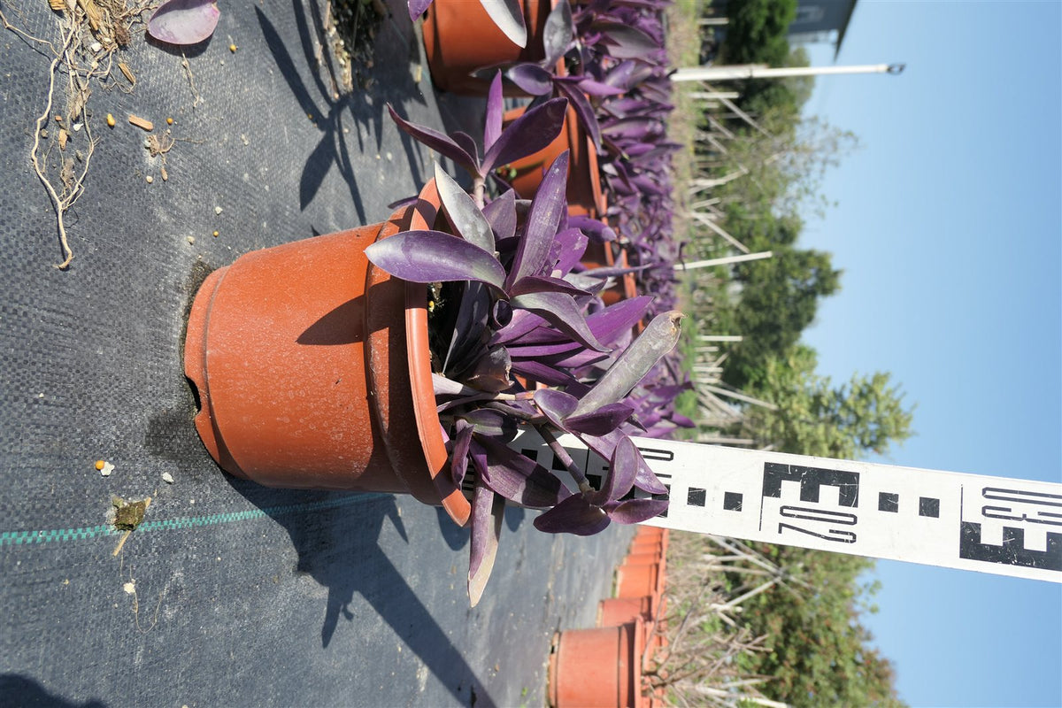 Setcreasea purpurea