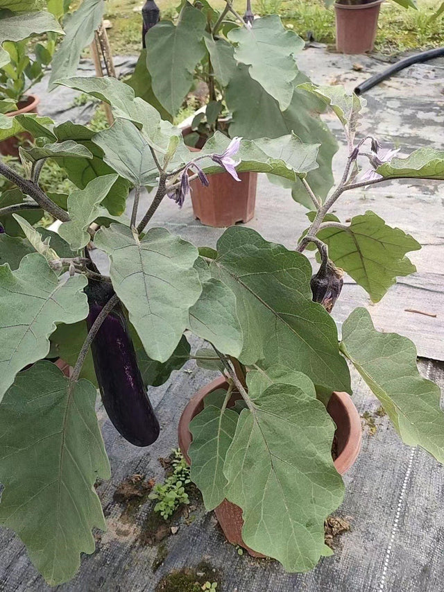 Solanum melongena