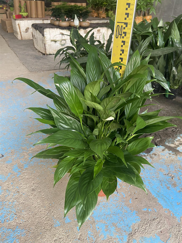 Spathiphyllum wallsii