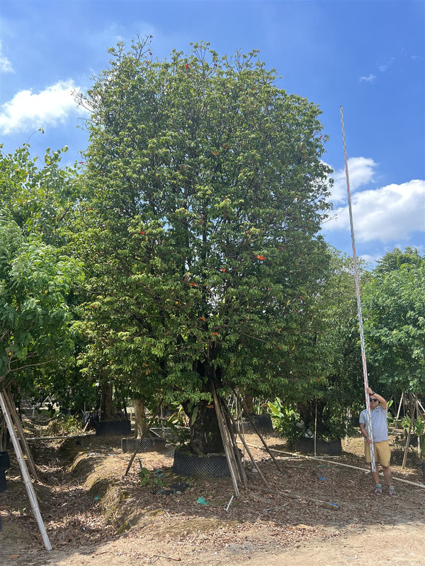Sterculia lanceolata
