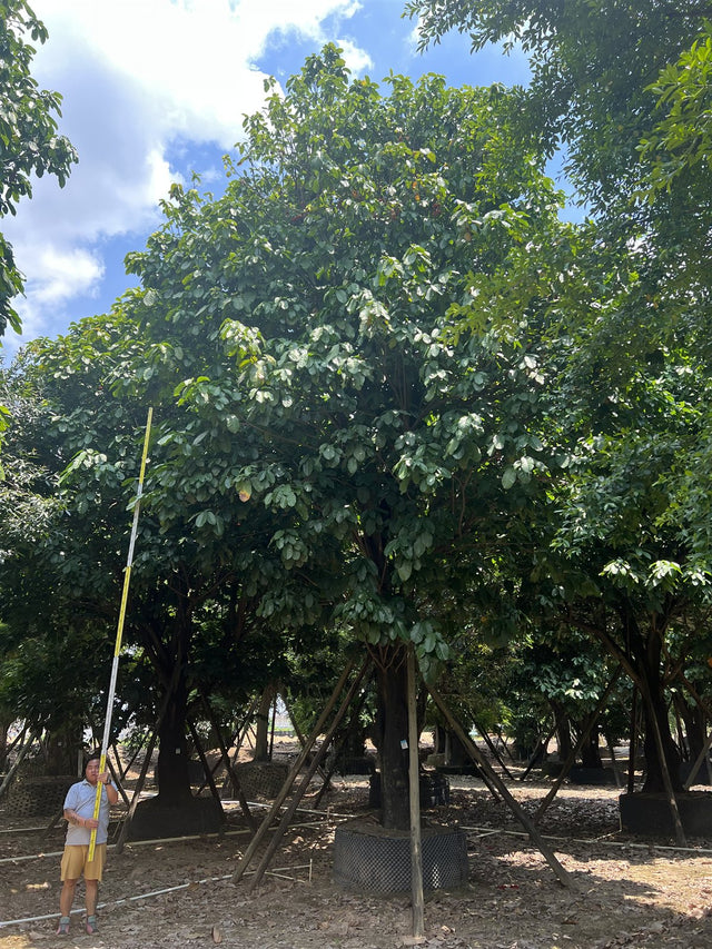 Sterculia monosperma