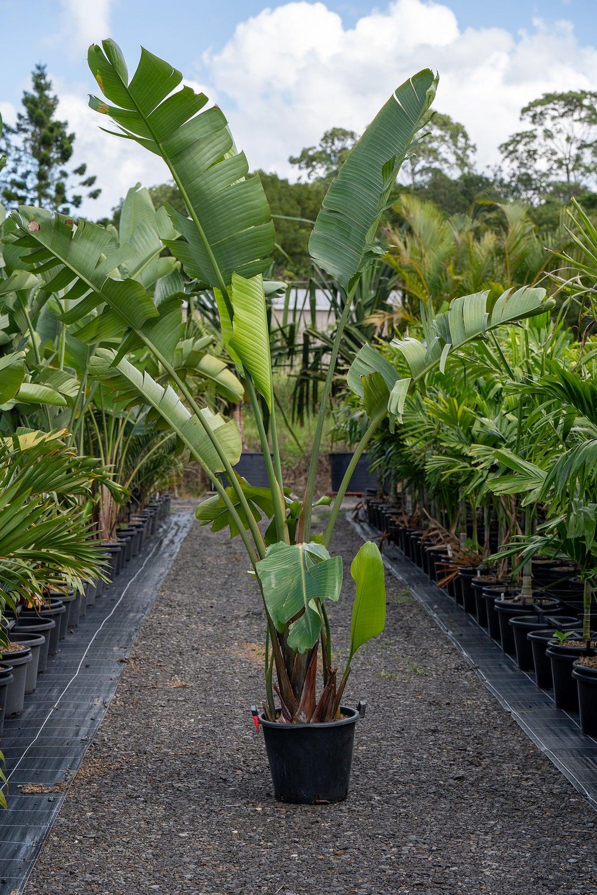 Giant White Bird of Paradise - Strelitzia Nicolai - Brisbane Plant Nursery