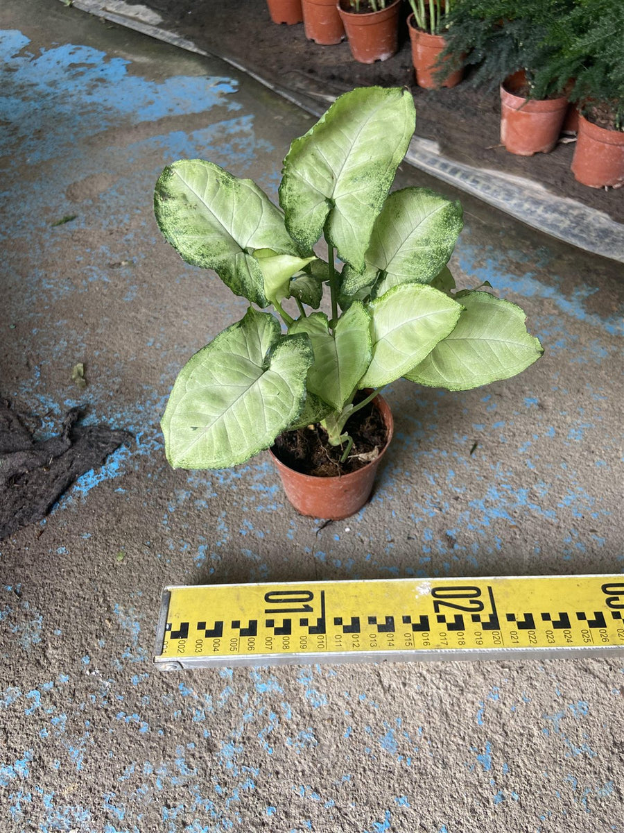 Syngonium green