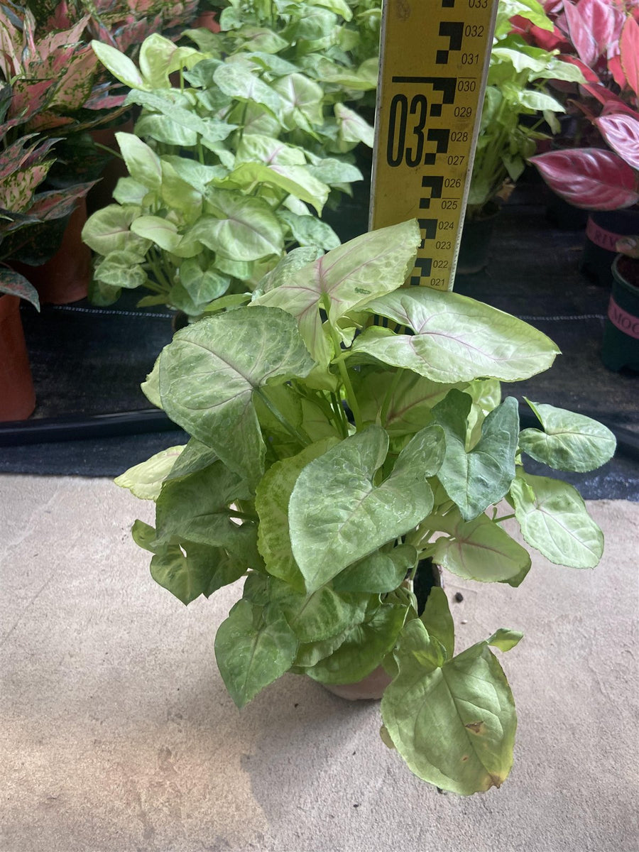Syngonium white