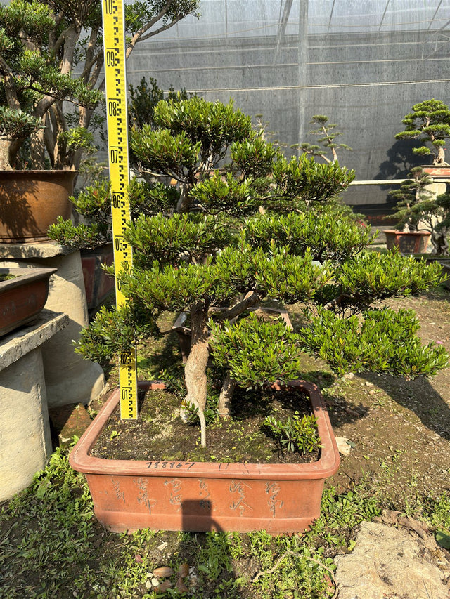 Syzygium grijsii