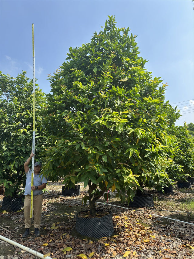 Syzygium samarangense