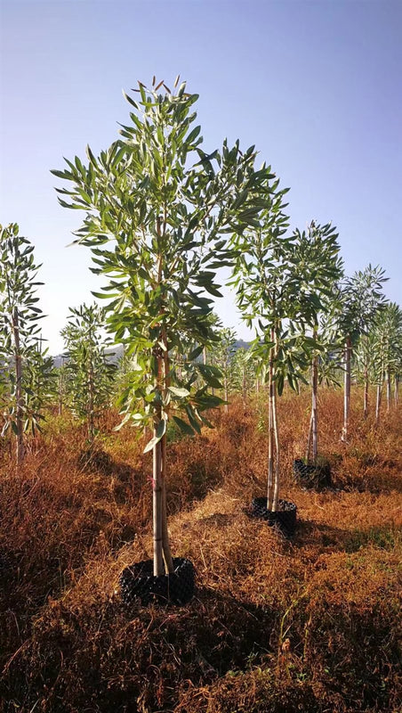 Tabebuia argentina