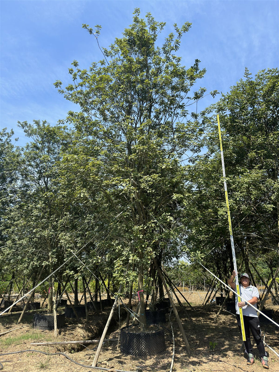 Tabebuia chrysantha