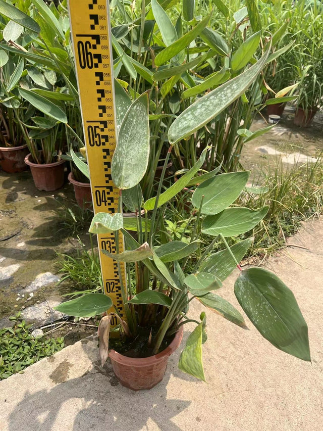 Thalia dealbata