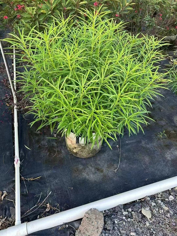Thevetia peruviana