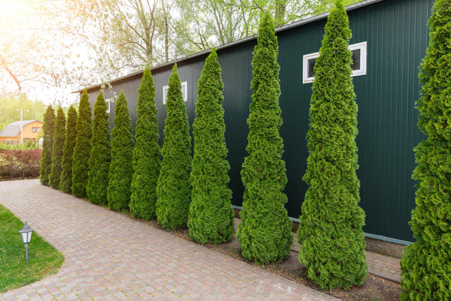 Emerald Green Arborvitae - Thuja occidentalis 'Smaragd'