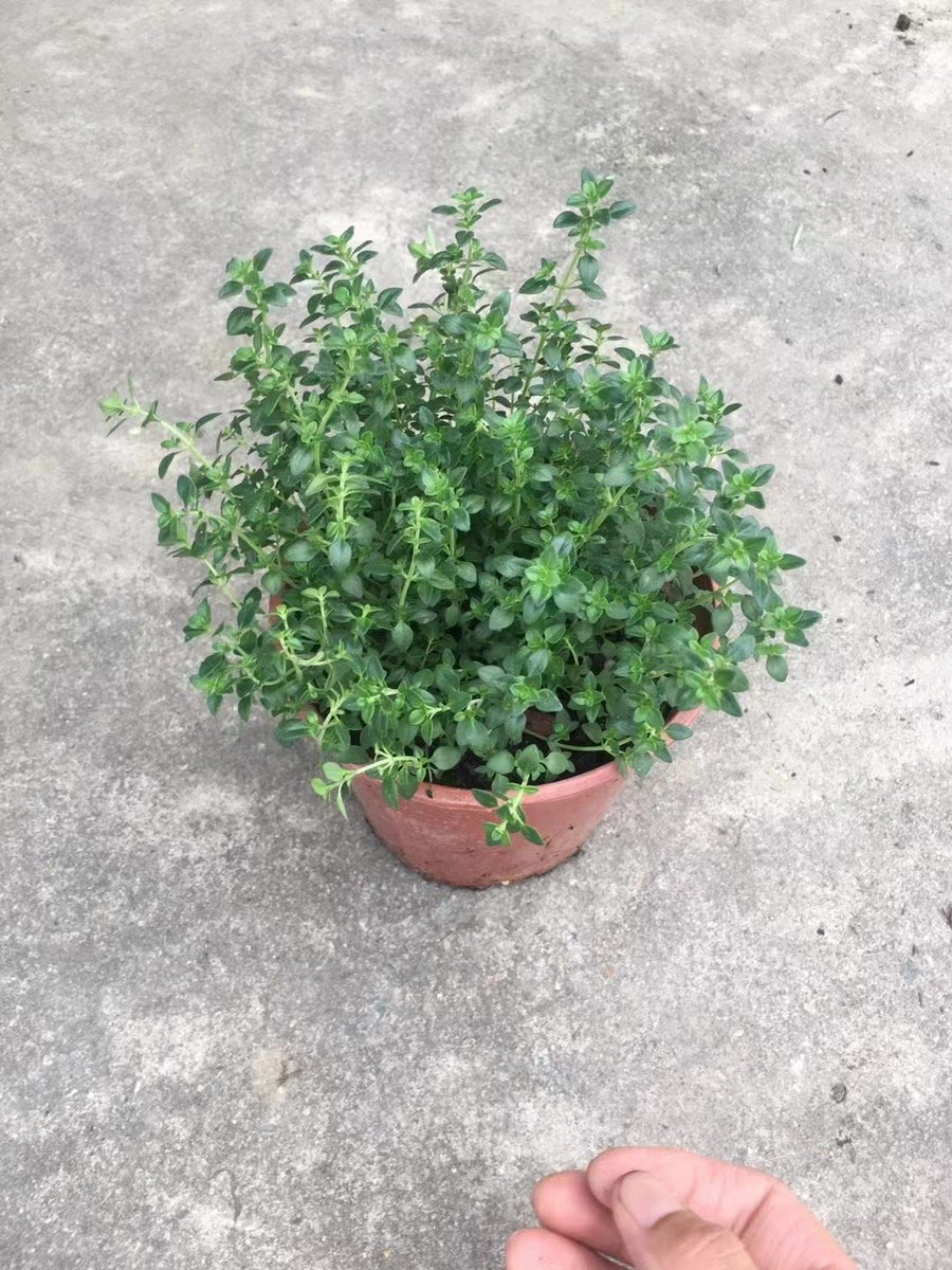Thymus vulgaris