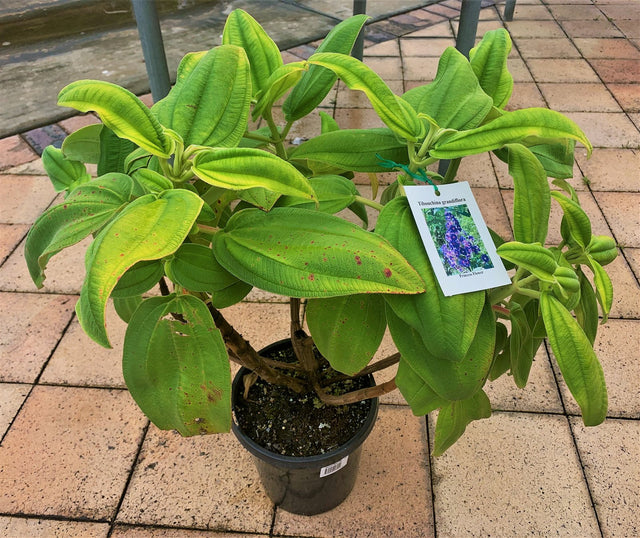 Tibouchina grandiflora