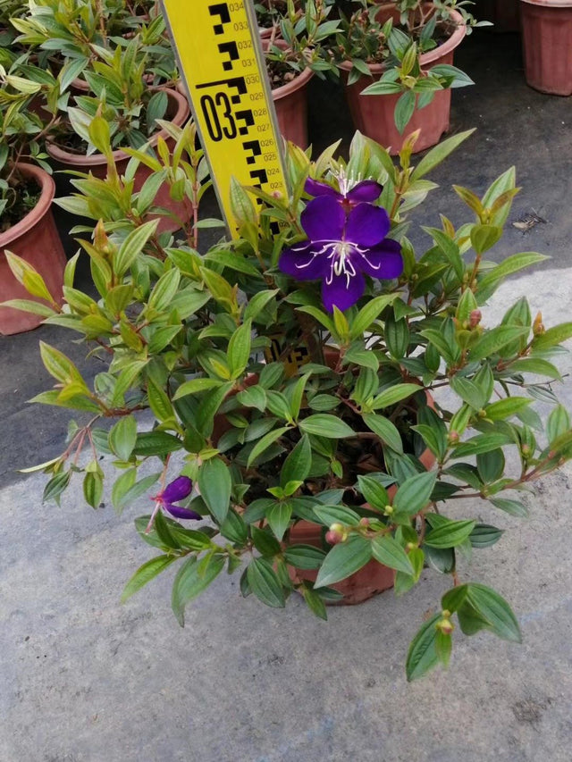 Tibouchina semidecandra