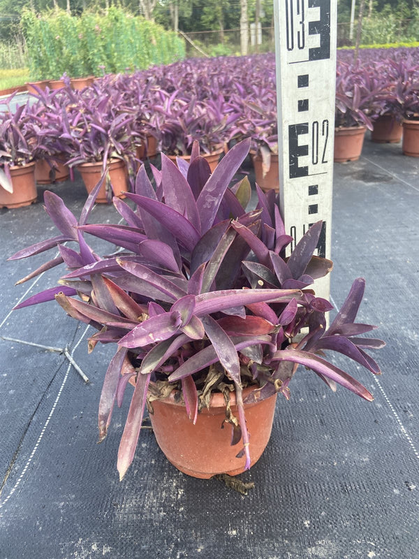 Tradescantia pallida