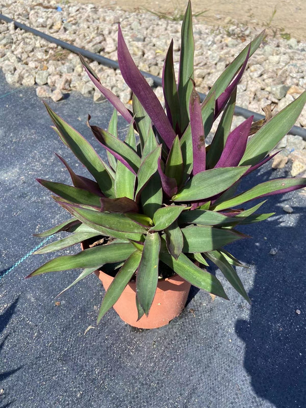 Tradescantia spathacea