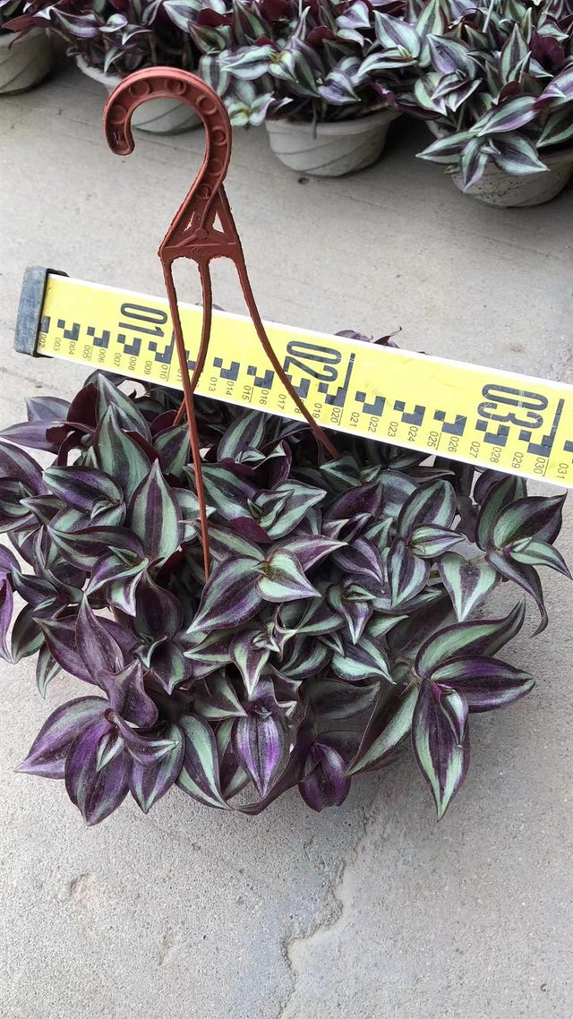 Tradescantia zebrina