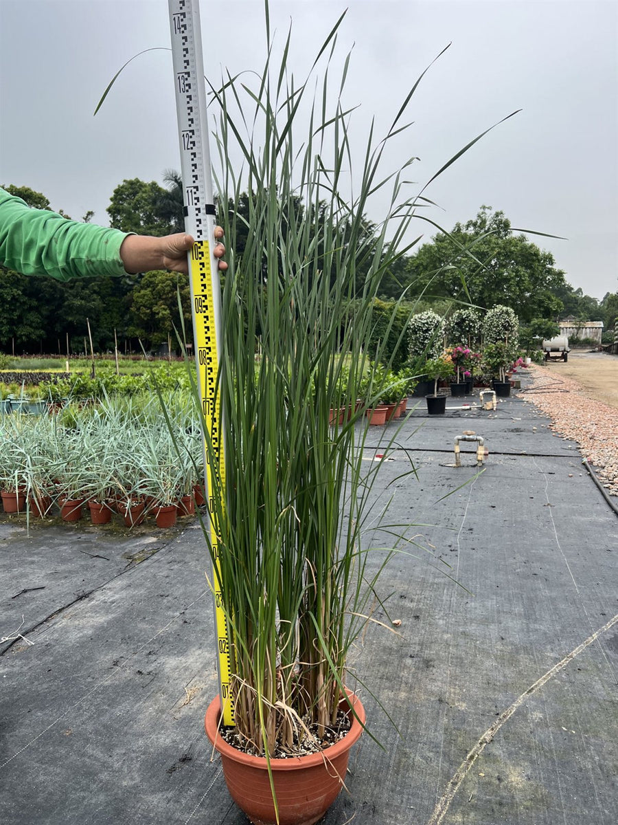 Typha angustifolia