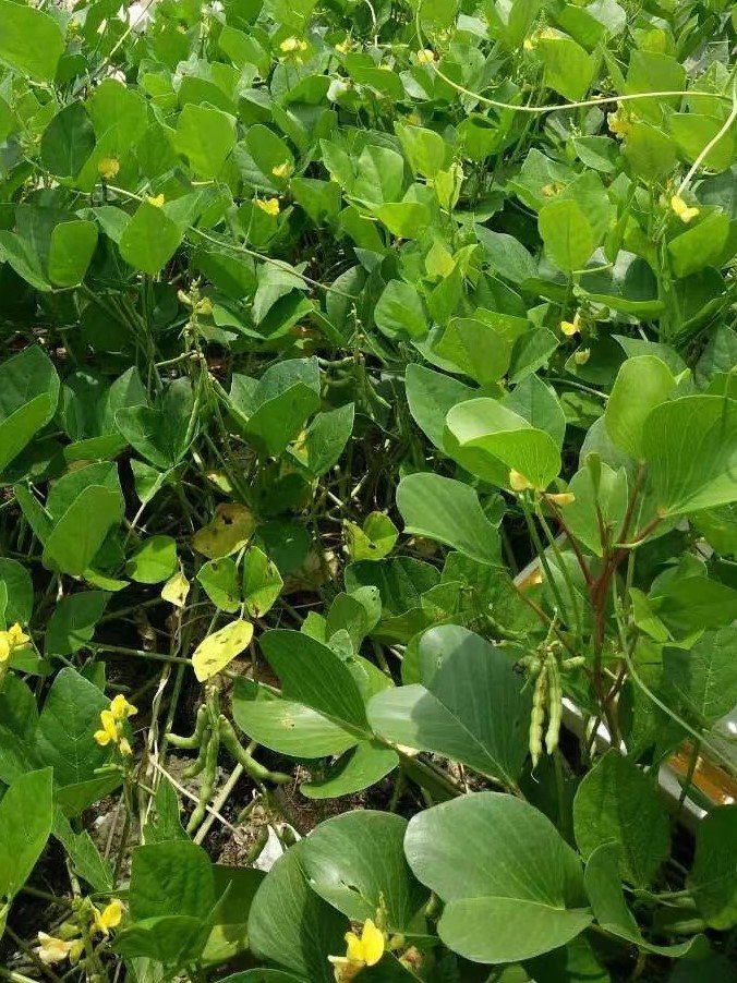 Vigna marina