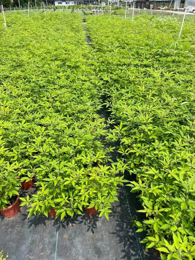 Vitex angus
