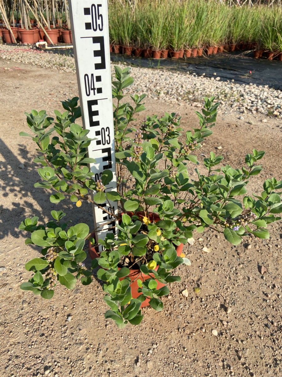 Vitex rotundifolia