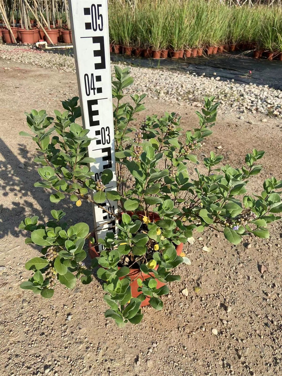 Vitex trifolia
