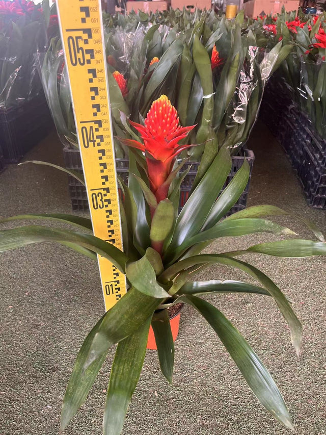 Vriesea 'Poelmanii' - Poelmanii Vriesea, potted plant in flower measured for height