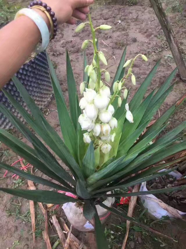 Yucca gloriosa