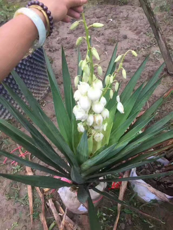 Yucca gloriosa