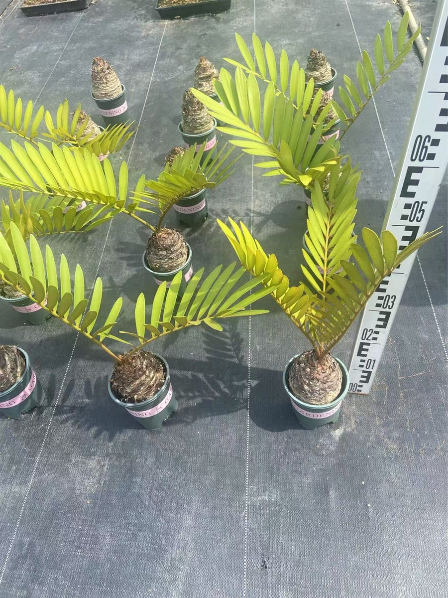 Zamia furfuracea