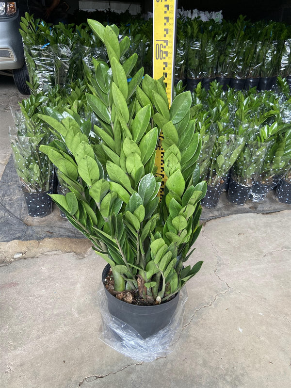 Zamioculcas 'zanzibar